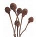 SPIRAL CONES Natural 10" -12" 